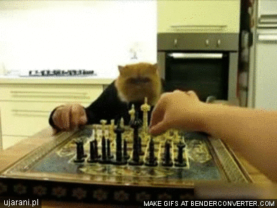 gra z... kotem-gif