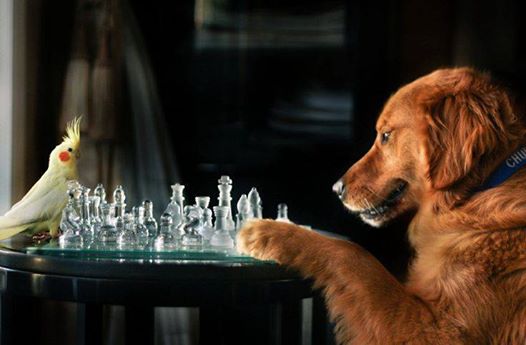 10259813_1478086782423885_7377073592838463825_n